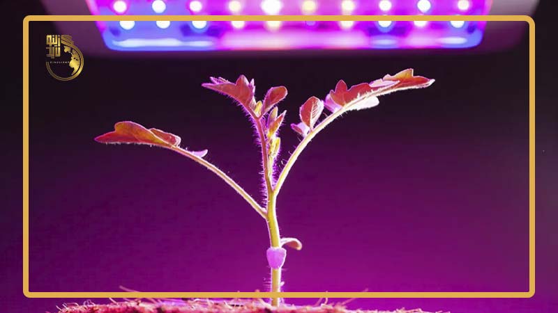 تصویری از گیاه در معرض لامپ رشد گیاه